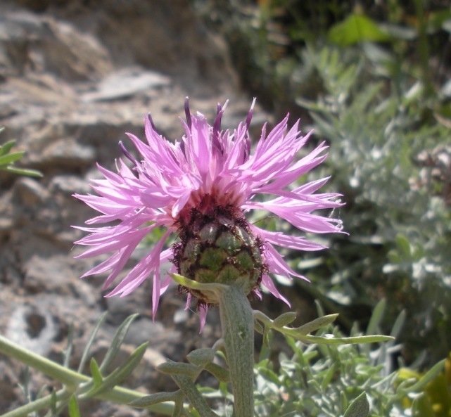 Centaurea cineraria / Fiordaliso delle scogliere